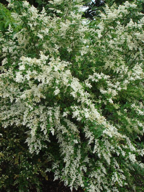 Ligustrum ibota (2)